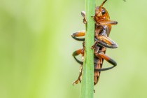 20100517-Insecte 0059.jpg